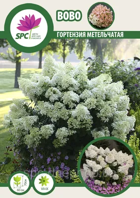 Гортензия метельчатая 'Bobo' (Бобо) купить в питомнике Челси Гарден