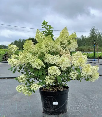 Гортензия метельчатая Бобо Hydrangea paniculate Bobo - купить декоративные  и хвойные растения с доставкой по Украине в магазине Добродар