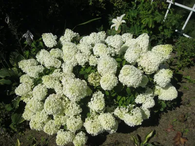 Гортензия метельчатая Бобо (Hydrangea paniculata Bobo) саженцы в P9 |  АГРОНЕО