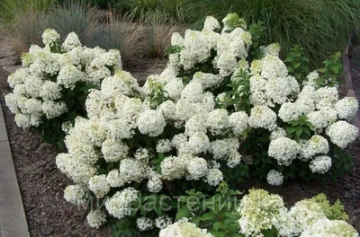Гортензия метельчатая Бобо. (Hydrangea paniculata Bobo) С3, 3-летка купить  в интернет-магазине ЦВІТСАД с доставкой по Украине