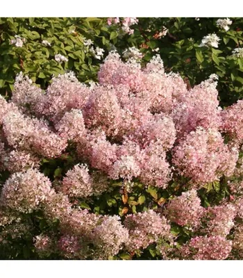 Гортензия метельчатая (Hydrangea paniculata `Bobo`) - Гортензия метельчатая  - Кустарники - Каталог - LESKOVO-PITOMNIK.ru