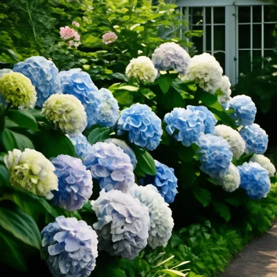 My white hydrangeas, Белые гортензии в саду, Розовые гортензии, Метельчатые  горенезии | Plants, Grapes, Fruit