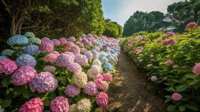 Лучшие сорта гортензии для Подмосковья метельчатой, древовидной и  крупнолистной