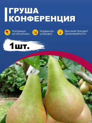 Конференция разнообразий груши Стоковое Изображение - изображение  насчитывающей груша, свежесть: 103459537