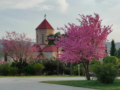 Фото грузии весной фотографии