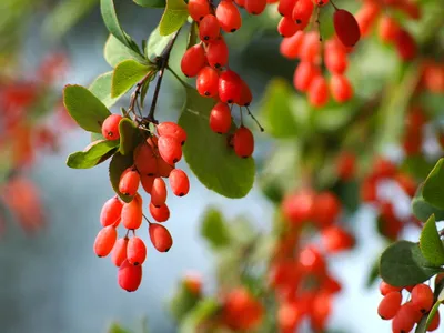 Зрелые красные ягоды барбариса, барбарис Vulgaris, ветвь, осень,  предпосылка снега Стоковое Фото - изображение насчитывающей ботаническую,  плодоовощ: 79830850