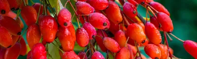 Narmak Барбарис сушеный красный натуральный, ягоды Иран 75 гр