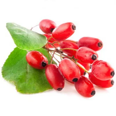 Барбарис плоды барбариса ягоды барбариса сушеный барбарис барбарис красный  5 кг PL (ID#1526290751), цена: 5359 ₴, купить на Prom.ua