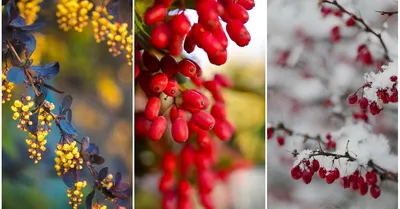 Зрелые ягоды барбариса на ветви с листьями изолированными на белом Стоковое  Фото - изображение насчитывающей хворостина, листья: 195903042