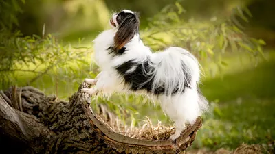 Японский хин (Japanese Chin) - порода умная, игривая и веселая. Описание,  фото и отзывы о собаке.