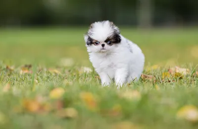 Японский хин / Japanese Chin (Japanese Spaniel) - PetsPoint.ru