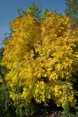 Ясень обыкновенный или высокий (Fraxinus excelsior) - Лиственные растения  весна 2024 года - купить лиственные растения спирея, кизильник, барбарис,  лапчатка.