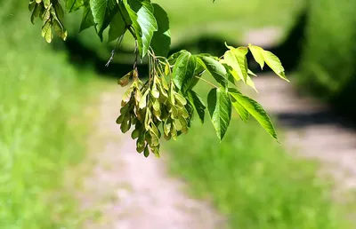 Прекрасные Листья Ясеня Весной Fraxinus Excelsior стоковое фото ©digoarpi  216010222