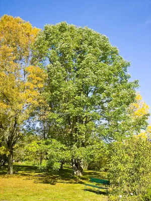ясень лист клен цветущий весной Стоковое Фото - изображение насчитывающей  природа, пуща: 217045246