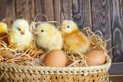 Овоскоп инкубационных яиц: овоскопирование куриных яиц по дням