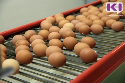 К концу 2023 года Россия может заместить импортное яйцо почти полностью