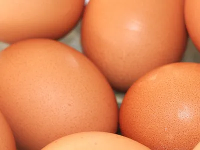Россельхознадзор возобновил ввоз инкубационных яиц с пяти ферм Нидерландов  | Ветеринария и жизнь