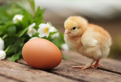 Овоскоп инкубационных яиц: овоскопирование куриных яиц по дням