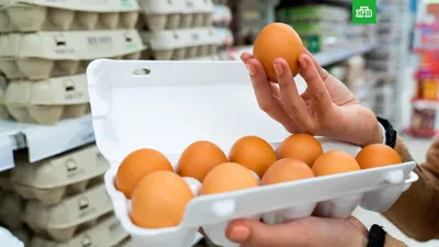 Какими должны быть условия инкубации яиц в домашних условиях - Статья -  Журнал - FORUMHOUSE