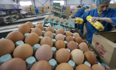 Россельхознадзор разрешил поставки инкубационных яиц из Турции // Новости  НТВ