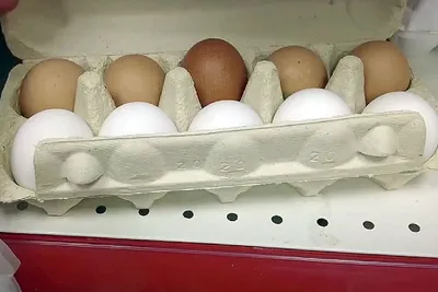 Производство инкубационных яиц в Сергиевом Посаде снизит зависимость от  импорта | 360°