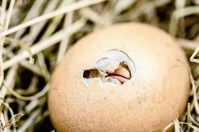 Импорт инкубационных яиц в РФ запретят из отдельных регионов, а не стран ЕС