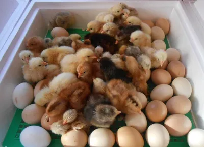 Инкубационные яйца: как собирать, как хранить и как закладывать | Учусь  жить в деревне | Дзен
