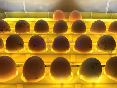 Башкортостан увеличит объем поставок инкубационных яиц в Казахстан
