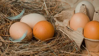АО «Окское» нарастило экспорт инкубационных яиц