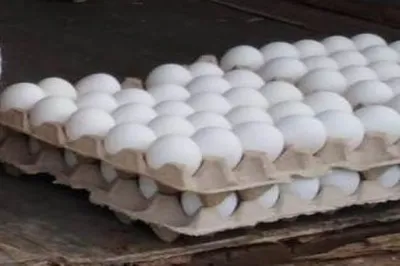 Лучший режим инкубации куриных яиц в бытовом инкубаторе 👍 Таблица инкубации  цыплят 🐥 Инкубация кур - YouTube