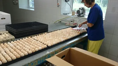 Россия увеличила поставки куриных инкубационных яиц за рубеж по итогам I  полугодия на 10%
