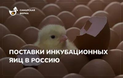 Дефицит инкубационных яиц может привести к сокращению производства мяса  птицы