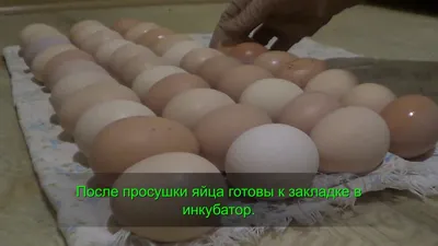 Кубанская перепёлка - 9. Упаковка инкубационных яиц перед отправкой почтой  России