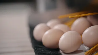 Чувашия закупила в Нидерландах более 6 млн инкубационных яиц - Правда ПФО