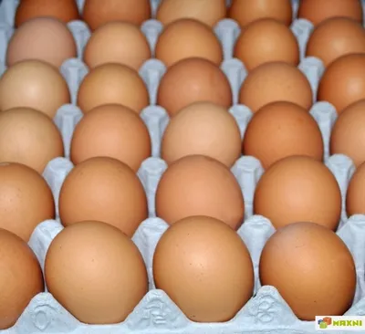 Даёшь импортозамещение: на «Ясногорской» начали выращивать свои  инкубационные яйца