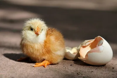 В России птицефабрикам грозит дефицит инкубационных яиц
