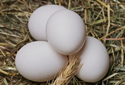 Хранение инкубационных яиц и требования к их качеству | НесУшки | Дзен