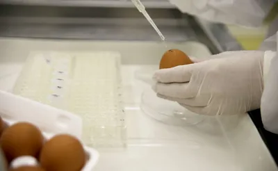 Предынкубационная обработка яиц