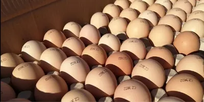 В Сибири впервые запустили производство отечественных инкубационных яиц