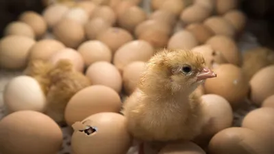 Лабораторный контроль инкубационных яиц — Федеральный центр охраны здоровья  животных