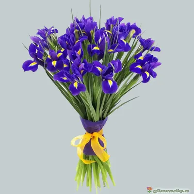 25 синих ирисов - Городские цветы
