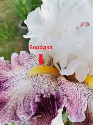 Букет из 11 разноцветных ирисов - купить в Москве по цене 2190 р - Magic  Flower