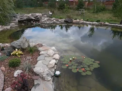 Искусственный пруд на участке загородного дома, декоративные водоемы на  даче. Устройство и оформление декоративного пруда на дачном или садовом  участке