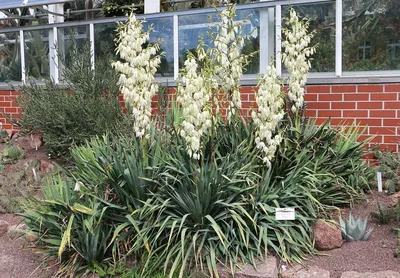 Купить саженцы Юкка Нитчатая (Yucca Filamentosa) в питомнике. Для сорта Юкка  Нитчатая (Yucca Filamentosa) есть описание, фото, цены и отзывы садоводов.