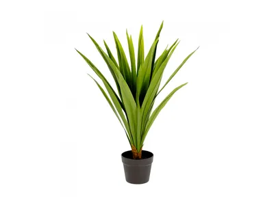 Семена Юкка нитчатая (Yucca filamentosa) - Цена: €1.55