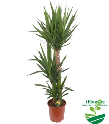 Юкка. Купить Юкка в Киеве, Украина, Доставка | iFlowers
