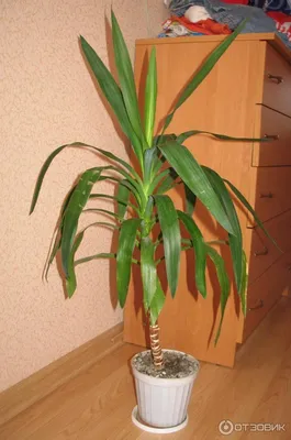 Юкка садовая (Yucca) — купите саженцы в контейнере в Краснодаре -  Прекраснодар — садовый центр в Краснодаре