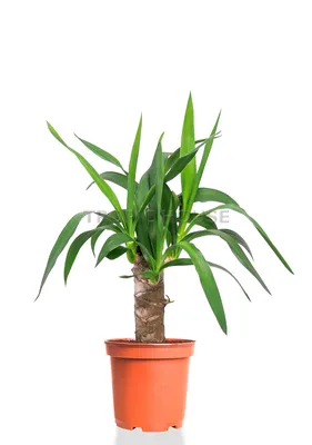 Yukka Юкка садовая #yucca #yukka... - Dekorativ Bitkilər | Facebook