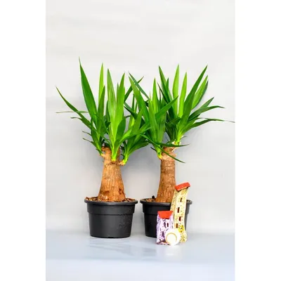 Каталог Юкка Вертакт (Yucca) Р233 от магазина daflor