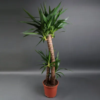 Юкка нитчатая (Yucca filamentosa) - Многолетних цветов весна 2024 года -  каталог хосты, каталог брунеры, каталог пионов, каталог лилейников